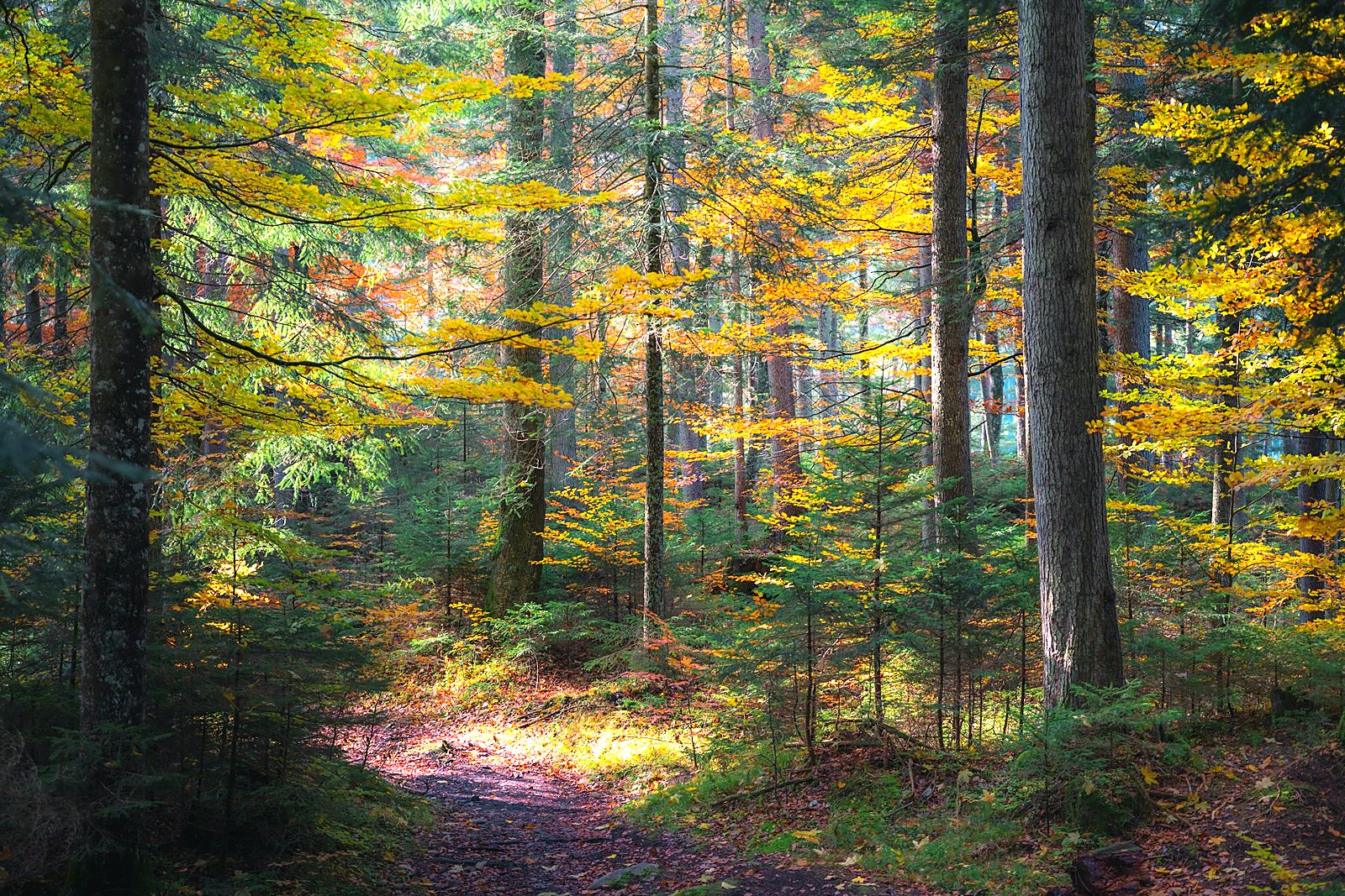 A sunlit path winding through warm autumn woodland