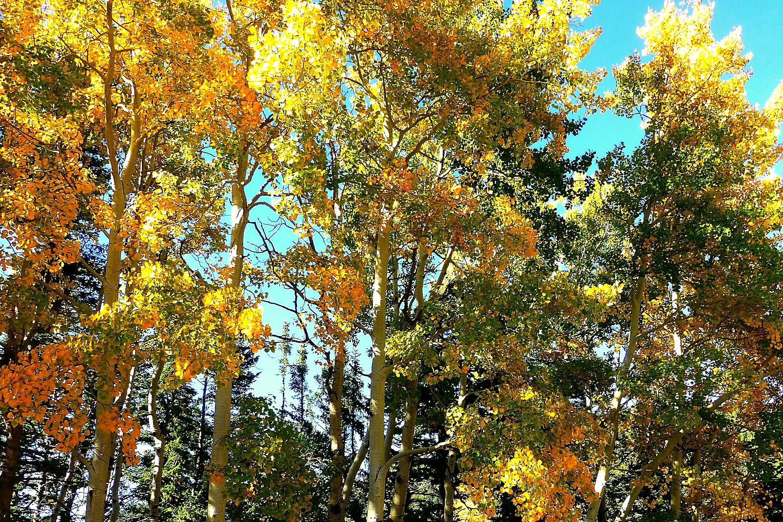 Golden aspens on a hillside above a wide New Mexico valley
