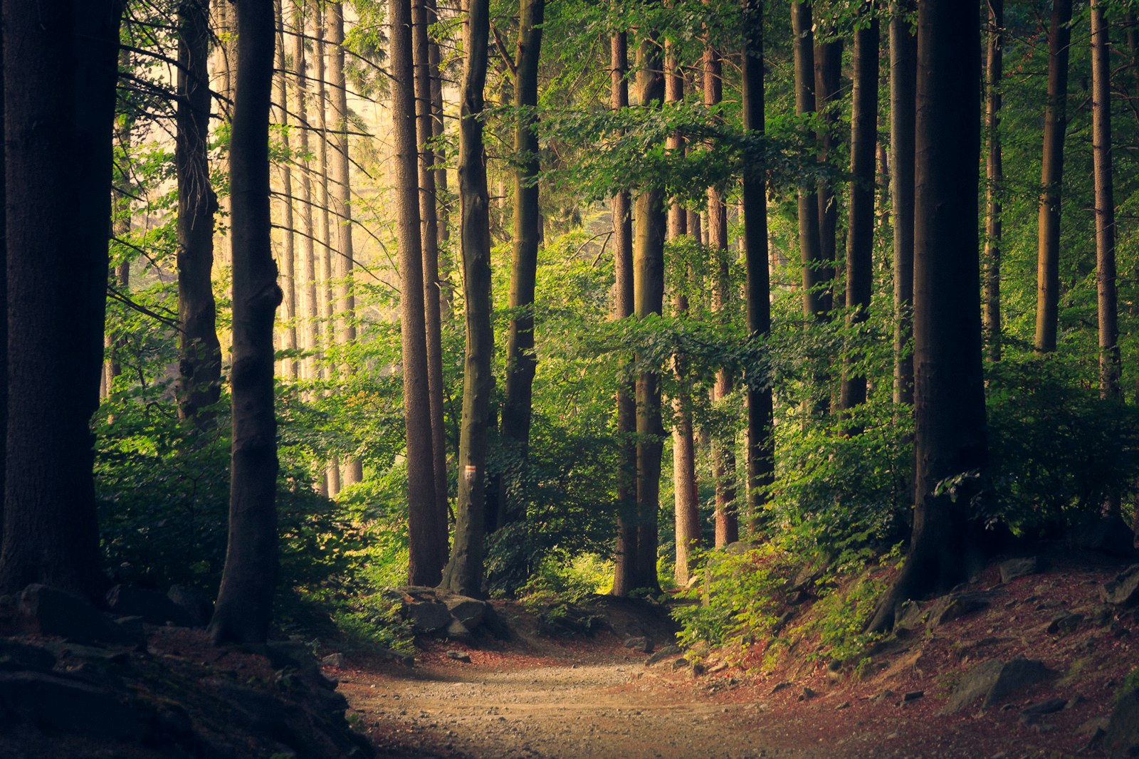 Sunlight streaming through a misty evergreen forest