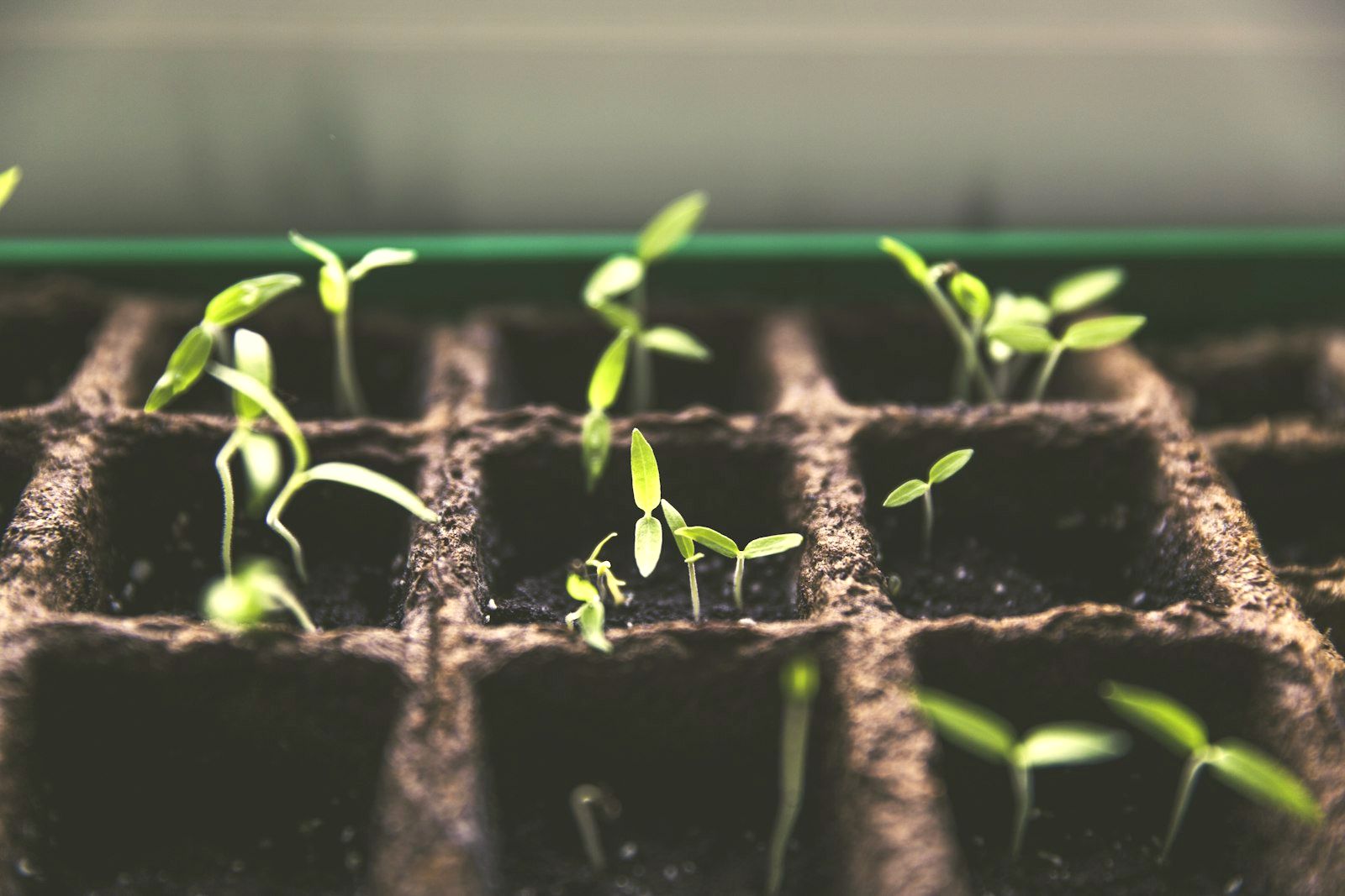 Young seedlings sprouting from a growing tray — renewal and repair