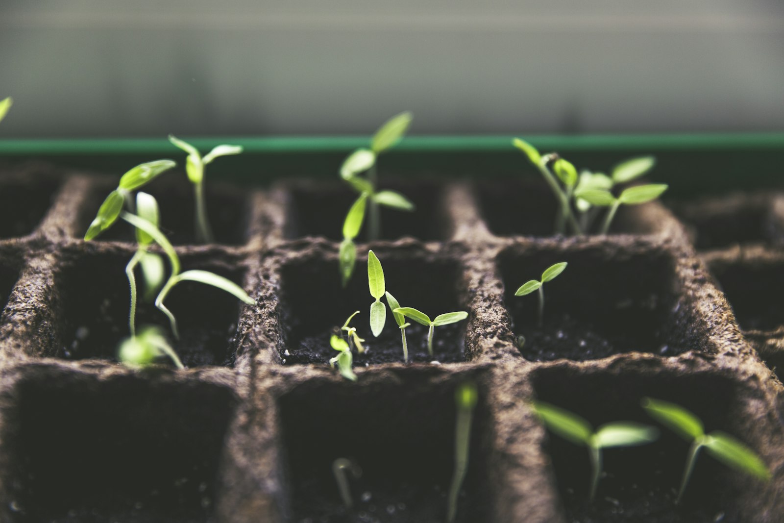 Young seedlings sprouting from a growing tray — renewal and repair